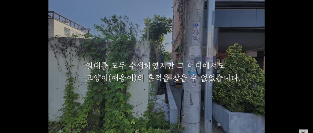 가족들 몰래 고양이를 갖다버린 아빠 | 인스티즈