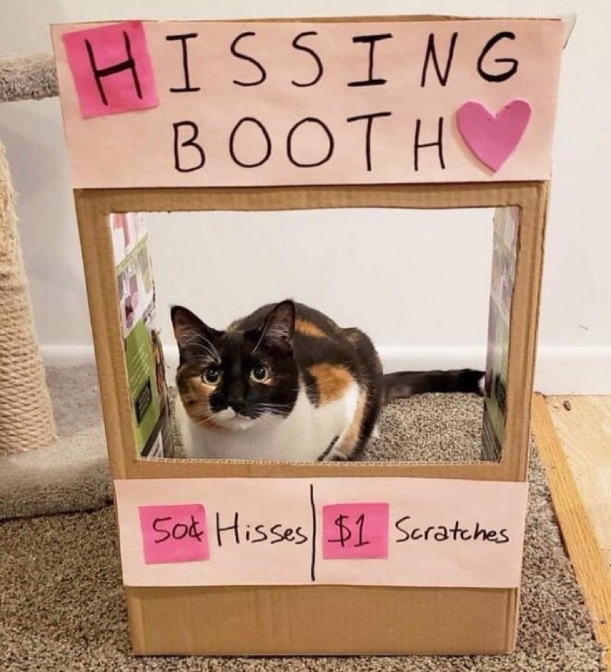 고양이는 혼란스럽다 | 인스티즈