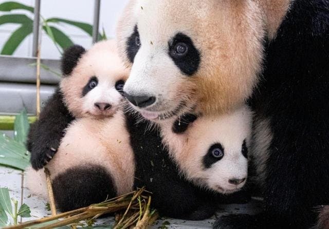 사랑하는 아빠 저 애보예요 (아이바오가 강바오에게 보내는 편지) | 인스티즈
