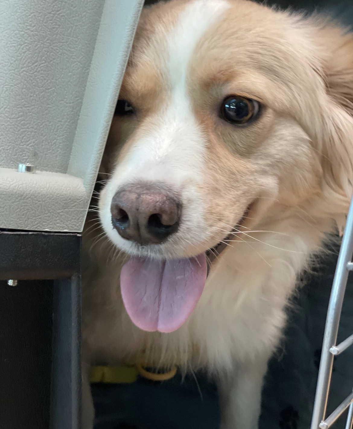 임보하던 강아지 입양 보낸 홍석천 인스타그램.jpg | 인스티즈