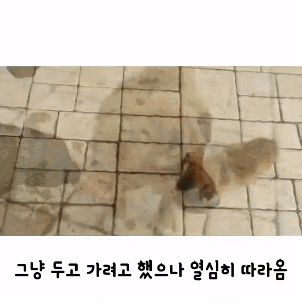 자기를 데려가달라는 강아지.gif | 인스티즈