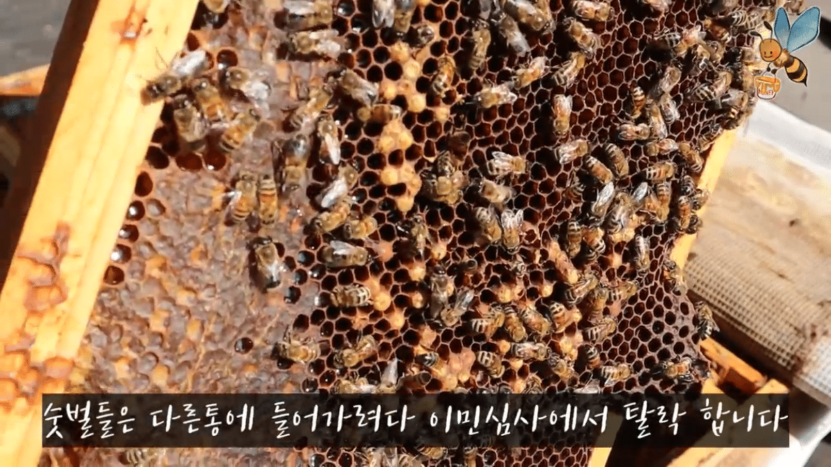 여왕벌 행세를 하는 일벌이 있다? | 인스티즈