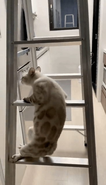 고양이가 걱정되어 동물병원에 데려갔는데, 운동신경이 없단다 | 인스티즈