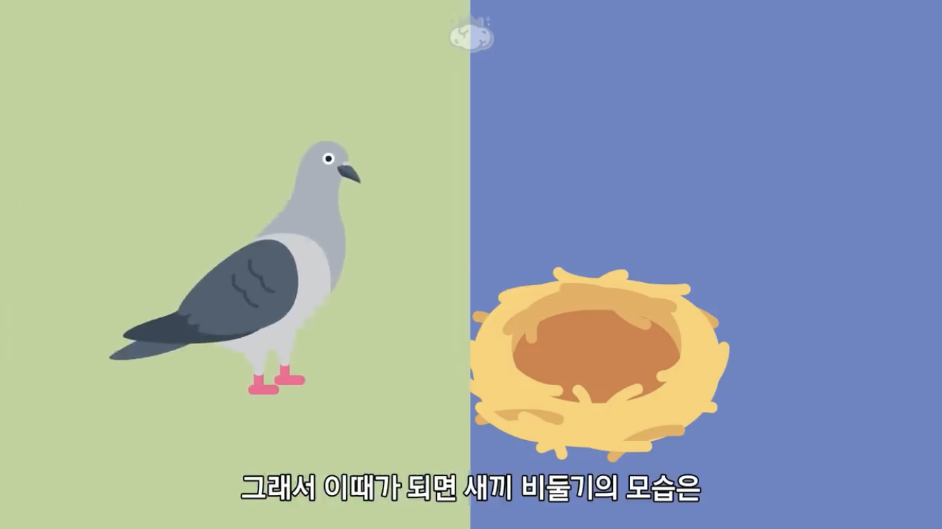 거리에 비둘기가 이렇게 많은데 왜 새끼 비둘기는 안 보일까? | 인스티즈