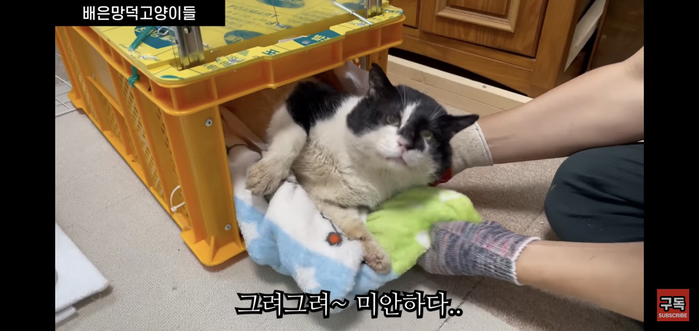 집 마당에 고양이가 나타나는 족족 다 잡아버리는 유튜버..jpg | 인스티즈