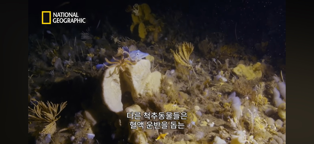 대왕오징어를 찾아라-남극해의 빙산 아래 신비로운 심해 생명체들(심해주의 해산물주의) | 인스티즈