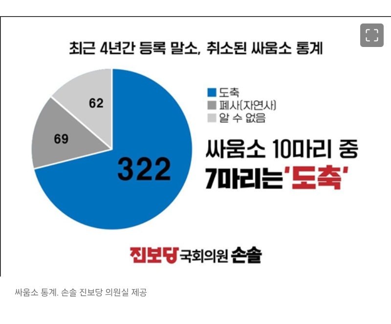 피 흘리며 싸우다 부상…소싸움 끝난 뒤 10마리 중 7마리는 도축됐다 | 인스티즈