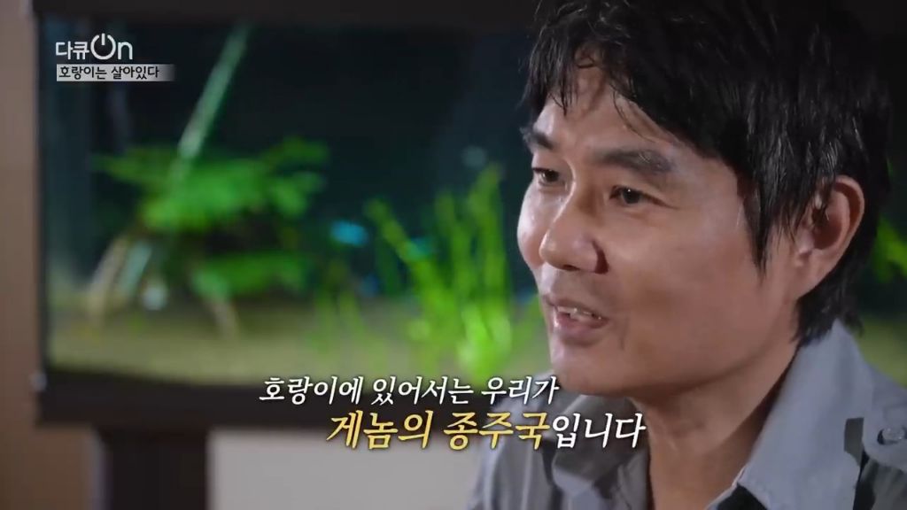 '절멸'의 '한국 호랑이'. 🐅 그 100년간의 이야기. -마지막- | 인스티즈