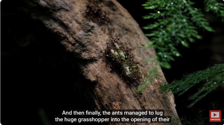 거대한 수조에 열대우림 환경을 조성해놓으면 생기는 일 - 2 | 인스티즈