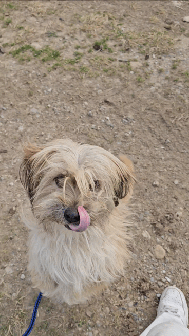 입양홍보) 사람을 넘넘 좋아하는 가나디🐶 | 인스티즈
