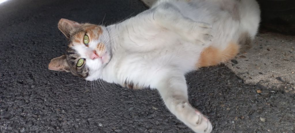 길에서 고양이 보면 사진을 안 찍고는 지나갈 수 없는 병에 걸림 😚🐈‍⬛🐈 | 인스티즈