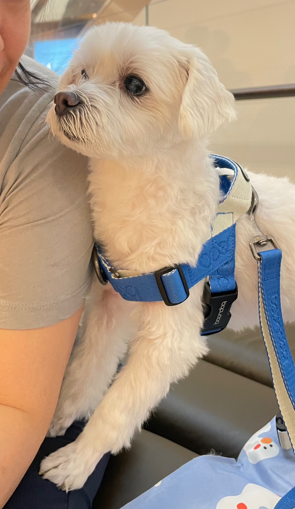 우리집개 찐따 그 잡채 | 인스티즈