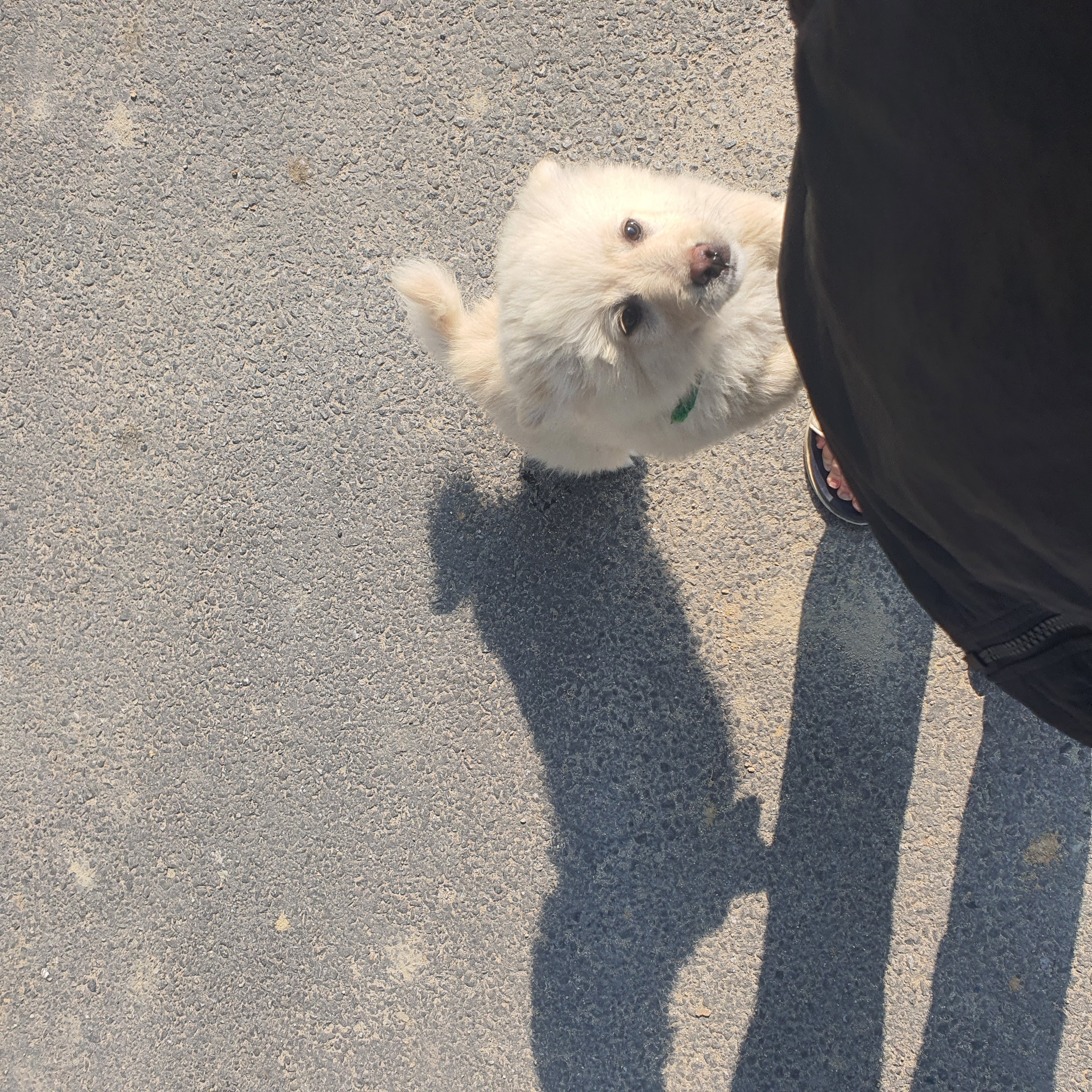 동네 친한 강아지 새끼낳았는데 나 자꾸 따라다녀 (동물농장/ 사진많음) +사진추가 | 인스티즈