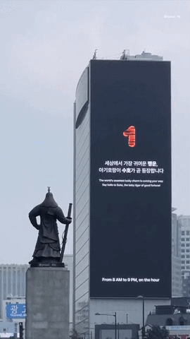 요즘 서울 광화문에 나타나는 호랑이 | 인스티즈