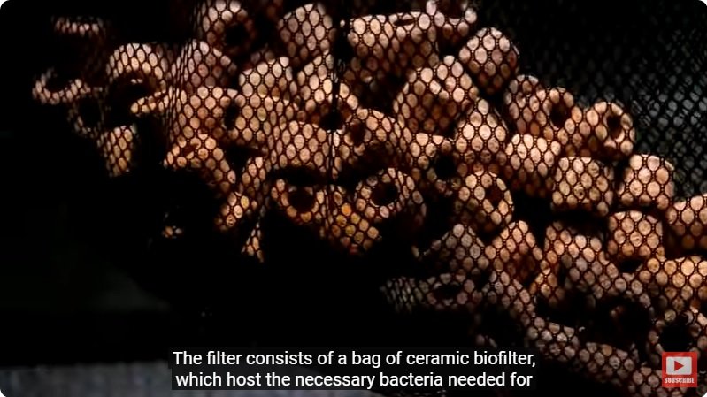 거대한 수조에 열대우림 환경을 조성해놓으면 생기는 일 - 4 | 인스티즈