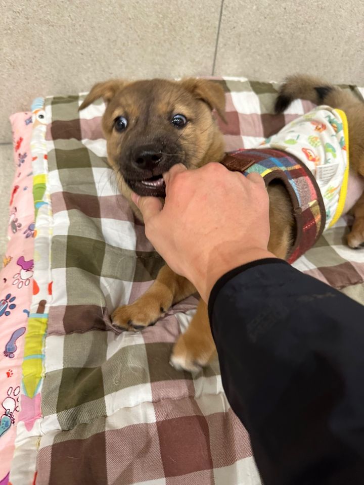 [유기견임보&입양홍보] 주택가 골목에 버려졌던 아기 강아지 콩순이 | 인스티즈