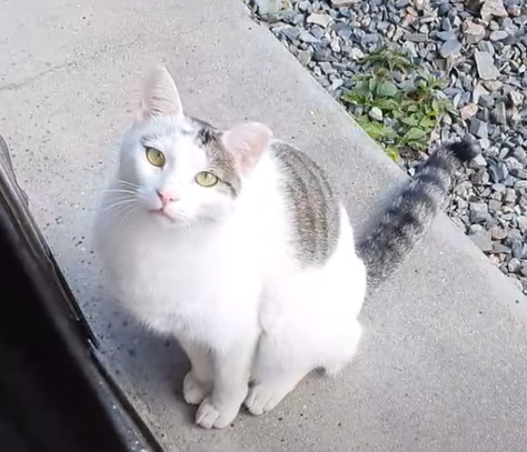 길고양이를 함부로 길들이면 안되는 이유..jpg | 인스티즈