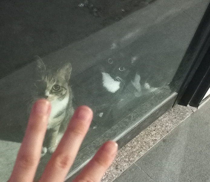 길에서 고양이 보면 사진을 안 찍고는 지나갈 수 없는 병에 걸림 😚🐈‍⬛🐈 | 인스티즈