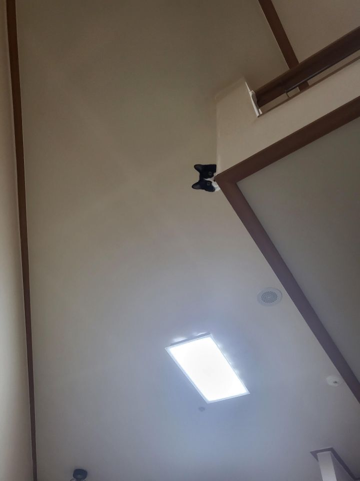 몰래 훔쳐보는 고양이 모음집 | 인스티즈