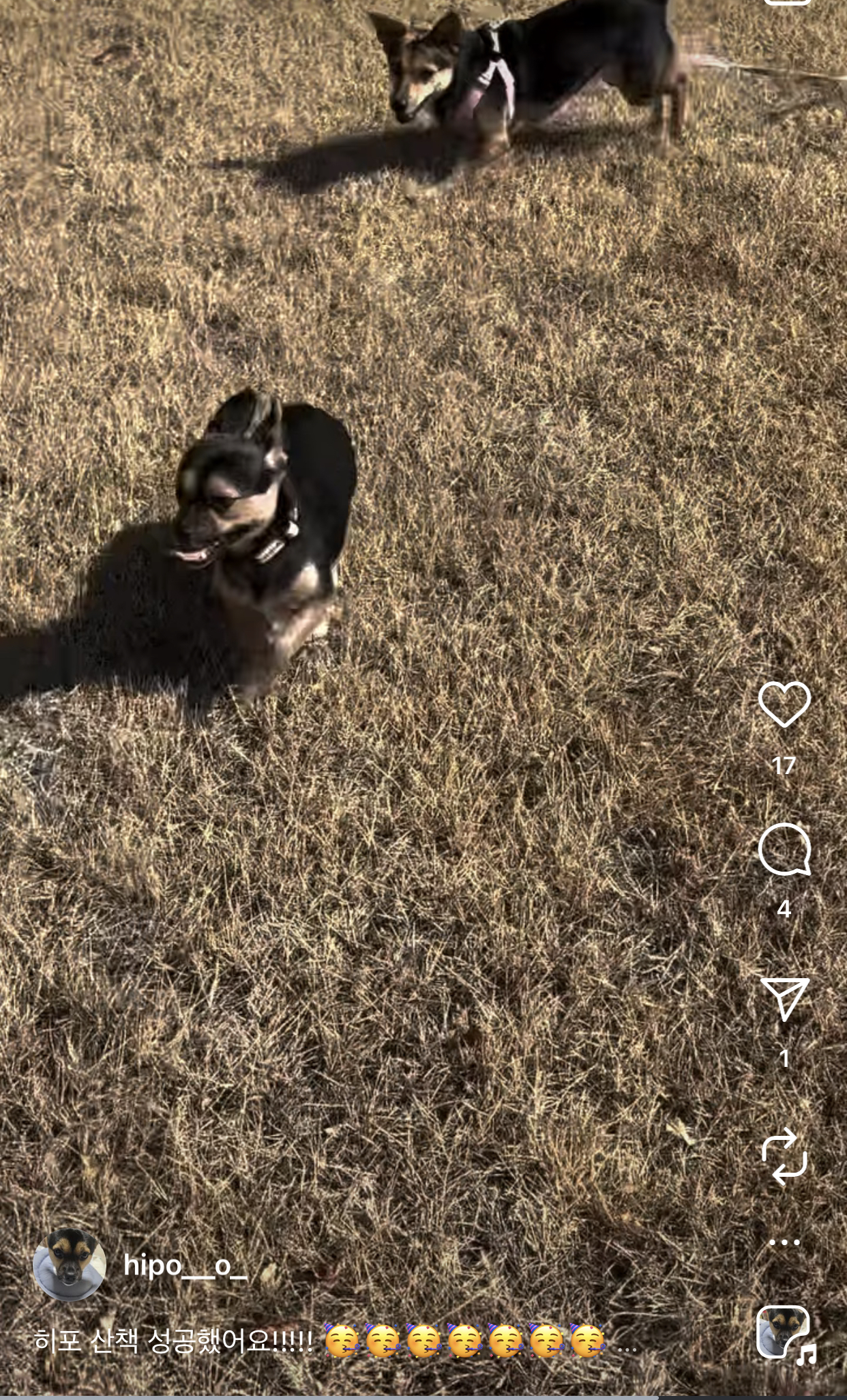 어느 고등학생 눈에 띈 교통사고 당한 유기견 근황 | 인스티즈