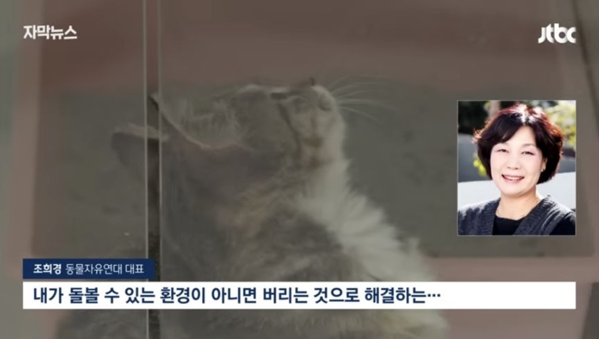 6일 동안 1000마리 버렸다... 연휴가 불러온 악순환 | 인스티즈