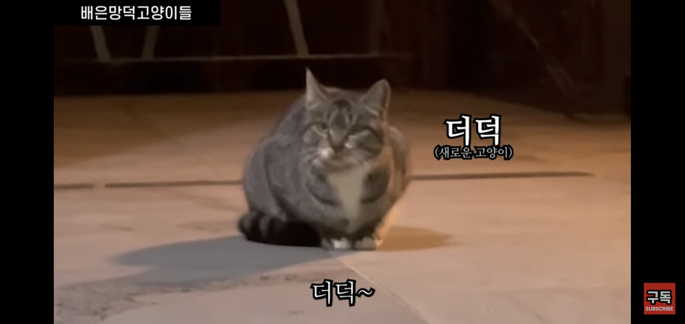 집 마당에 고양이가 나타나는 족족 다 잡아버리는 유튜버..jpg | 인스티즈