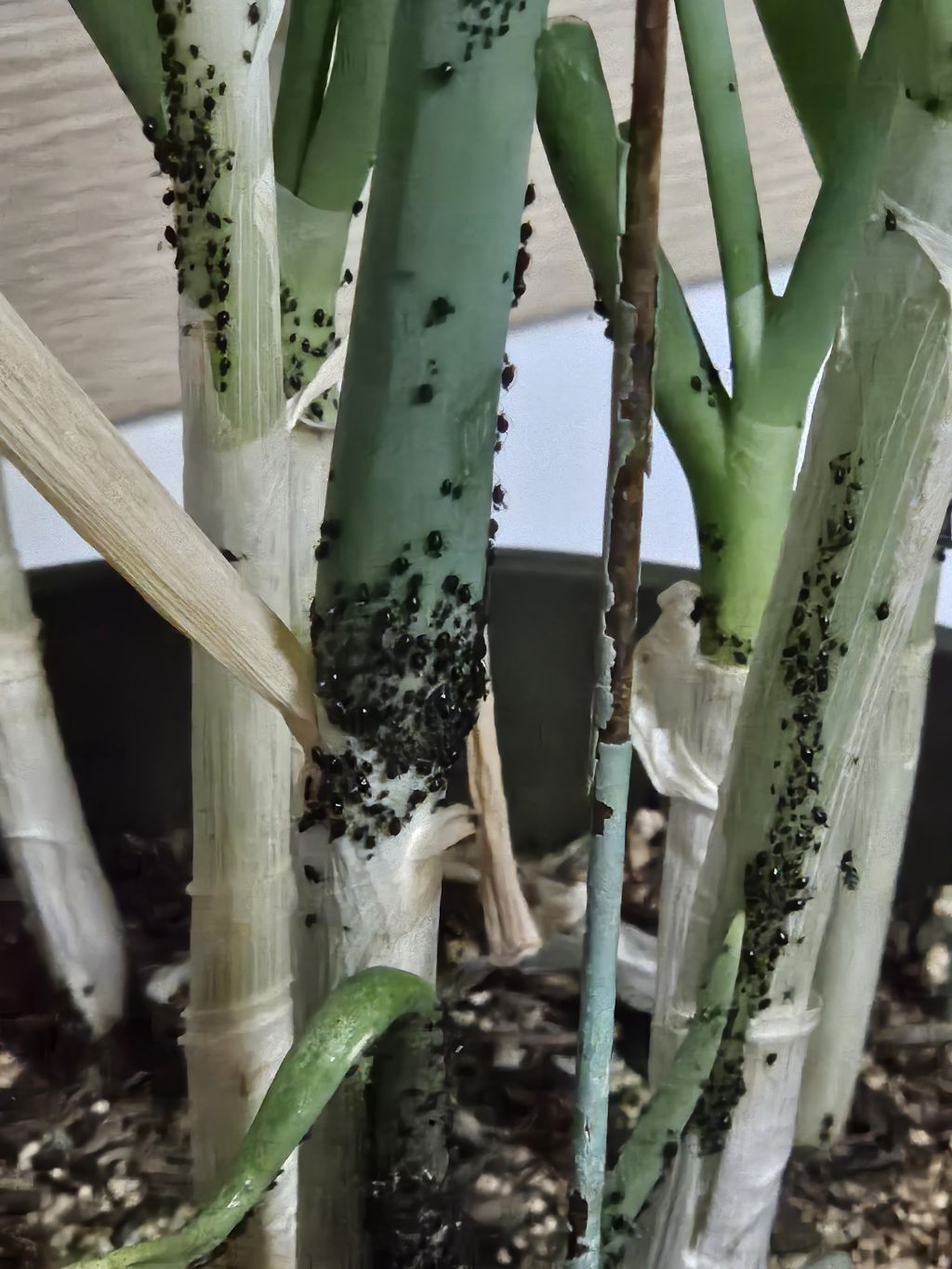 엄마가 심어준 파가 이름모를 벌레들로 뒤덮임...(+벌레 화형식 영상 추가) | 인스티즈