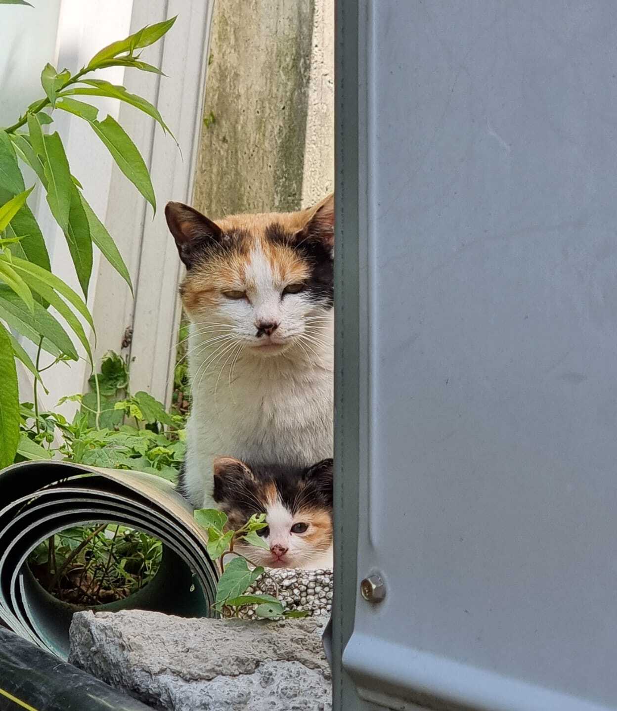 밥 챙겨주던 길냥이가 있었는데 오늘 아침 지랑 똑닮은 아깽이 데려왔어 | 인스티즈