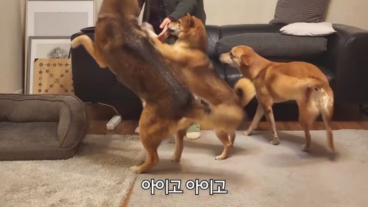 집에 강아지들끼리만 남겨졌을때 | 인스티즈