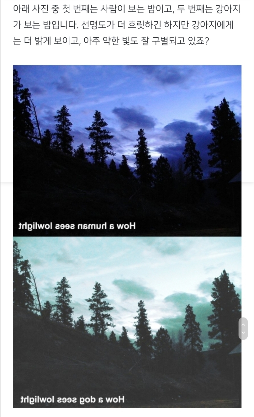 강아지는 진짜 색맹일까?🐶.jpg | 인스티즈