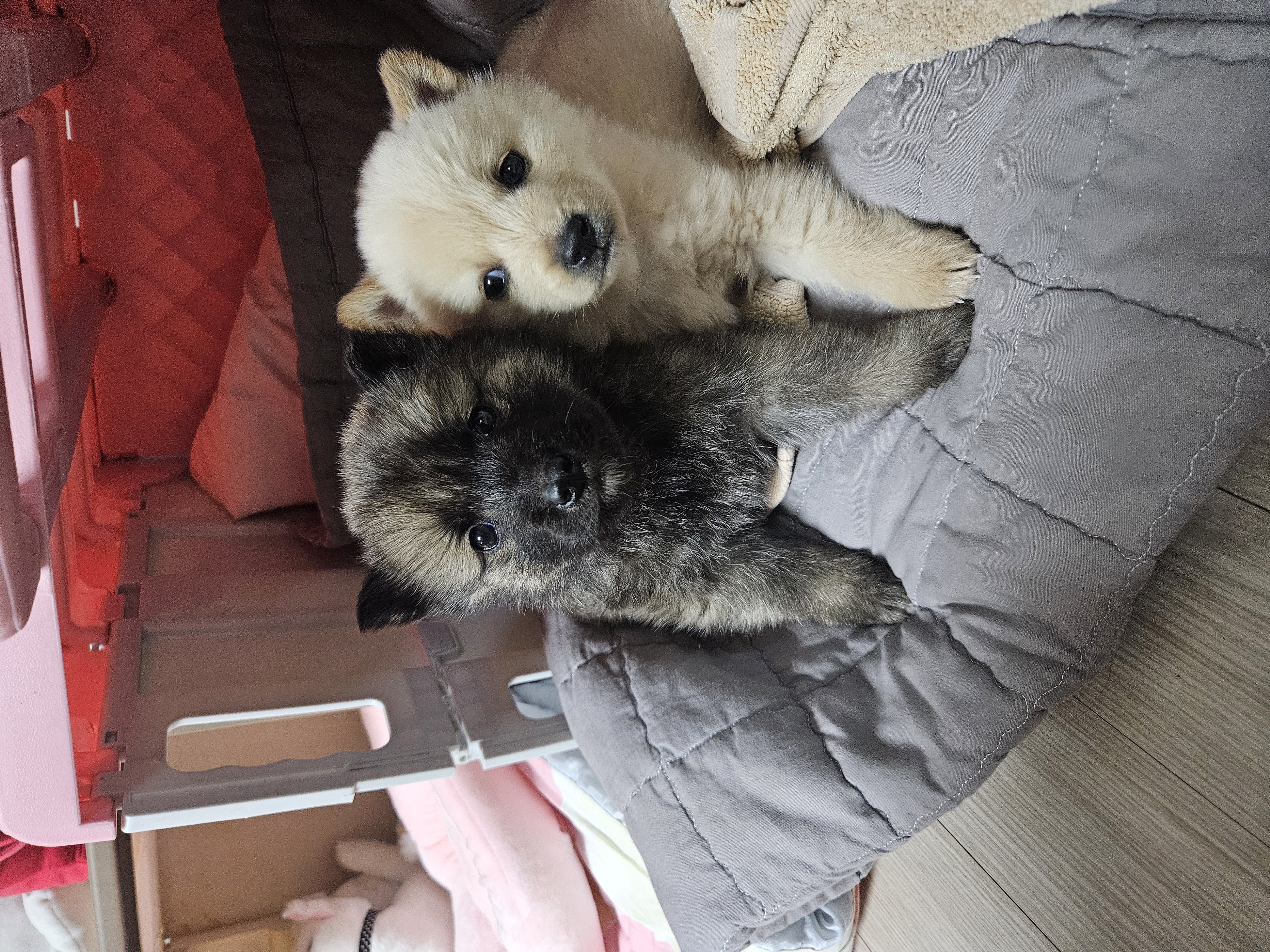 우리집 댕댕이 자랑 한번 해도 될까용? | 인스티즈