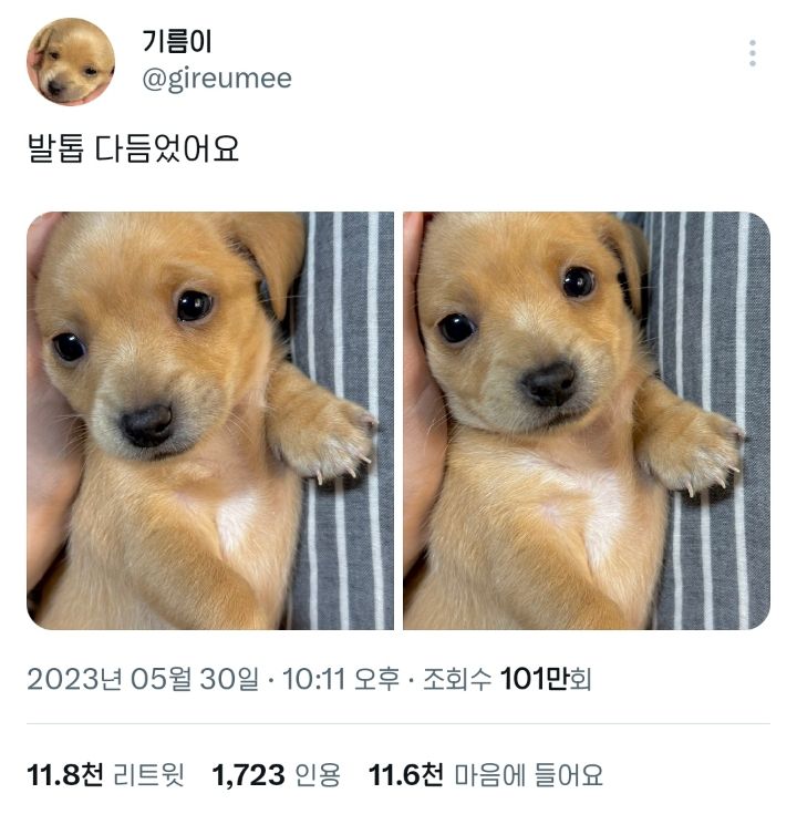요즘 트위터에서 핫한 갱얼쥐 기름이 | 인스티즈