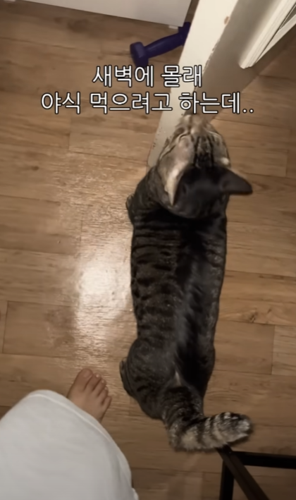 몰래 야식먹기위해 고양이 입다물게 하는 법 | 인스티즈