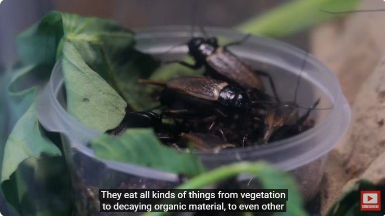 거대한 수조에 열대우림 환경을 조성해놓으면 생기는 일 - 2 | 인스티즈