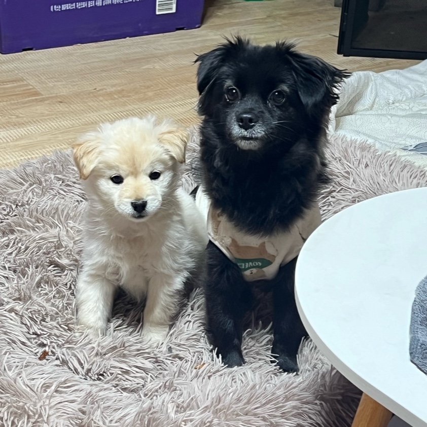 🐶입양홍보🐶 뭐? 순하고 밥잘먹는데 사람좋아하고 예쁘기까지한 강쥐들이 있다고? | 인스티즈