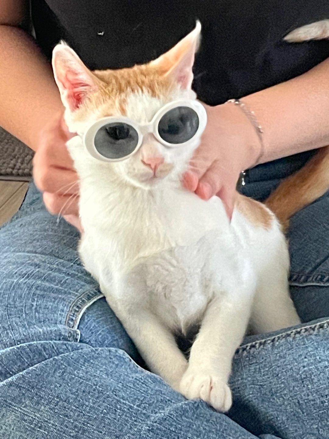 미나명이나물 닮은 고양이 | 인스티즈