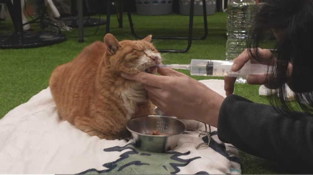 얼어 죽어가는 길냥이 구조한 캠퍼 | 인스티즈