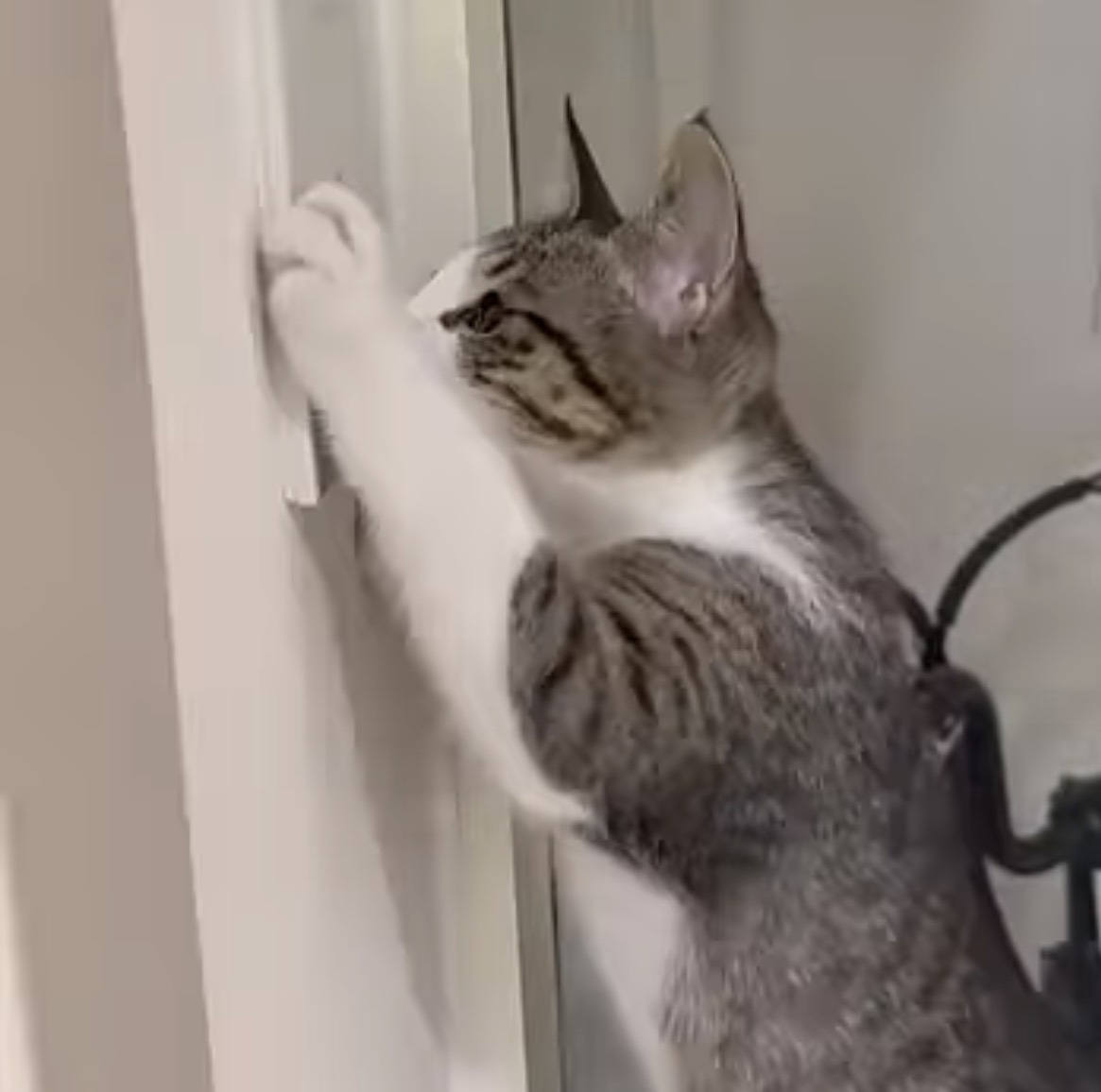 고양이 원래 이럼? | 인스티즈