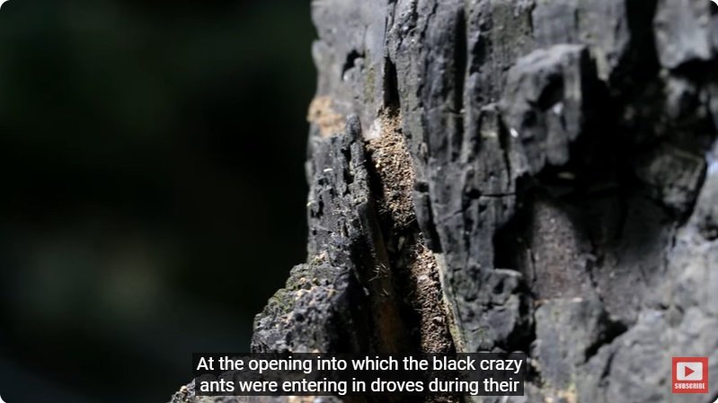 거대한 수조에 열대우림 환경을 조성해놓으면 생기는 일 - 4 | 인스티즈