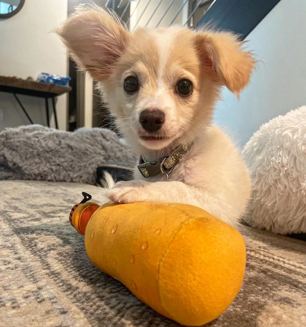 동물 구호 단체에서 유기견 입양한 행맨 | 인스티즈