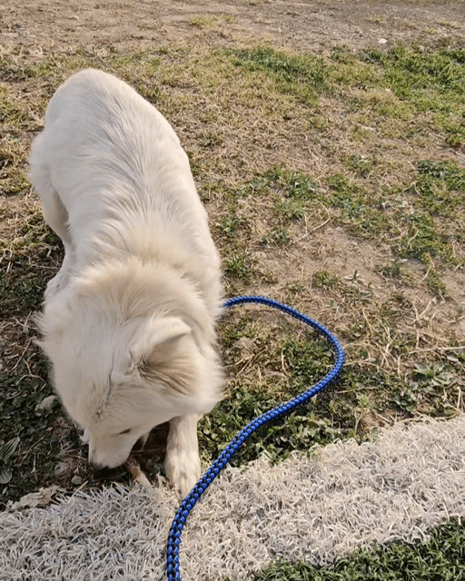 입양홍보) 사람을 넘넘 좋아하는 가나디🐶 | 인스티즈