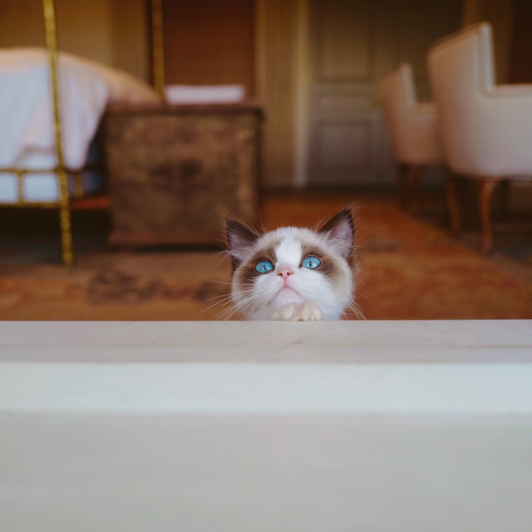 테일러 스위프트가 첫눈에 반해 입양한 고양이 | 인스티즈