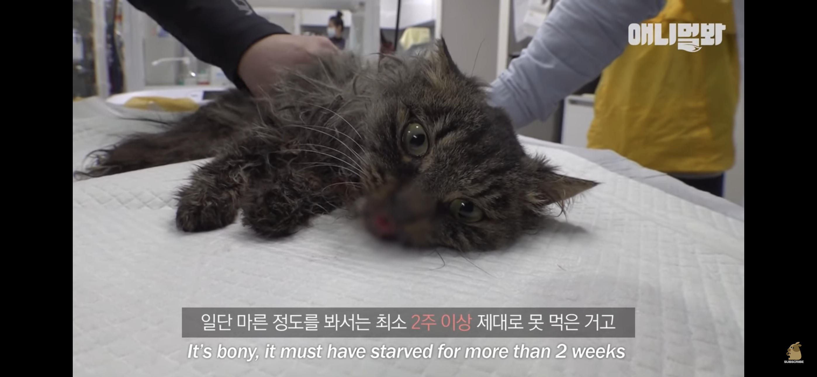 경기도 김포시 마송 휴먼시아 10단지 아파트내에 집단으로 유기된 노르웨이숲 고양이 | 인스티즈