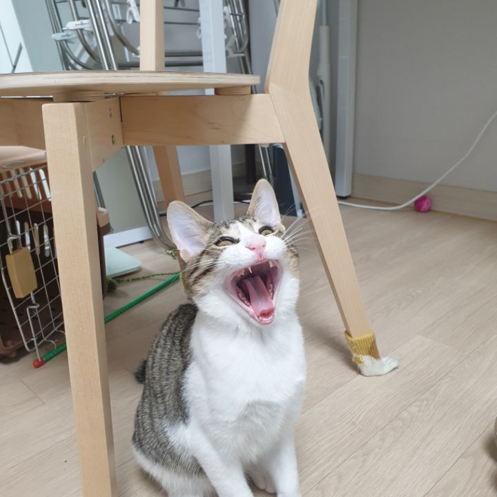 고양이 집사들이 한번쯤 꼭 찍고싶어 하는 사진 | 인스티즈