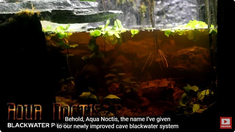 거대한 수조에 열대우림 환경을 조성해놓으면 생기는 일 - 4 | 인스티즈