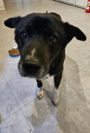 성폭행 당한 강아지 밍키 근황 | 인스티즈