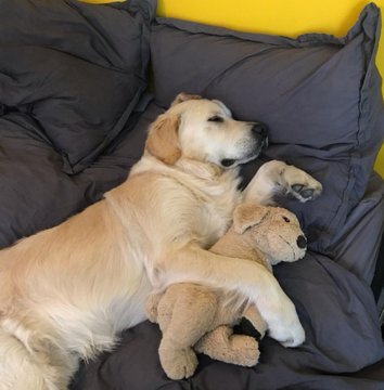 애착인형을 너무나도 좋아하는 댕댕이래... | 인스티즈