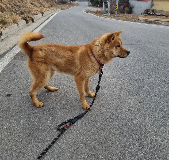 사람을 좋아하는 유기견 드론이는 내일 사람 손에 안락사 예정입니다ㅠㅠ | 인스티즈