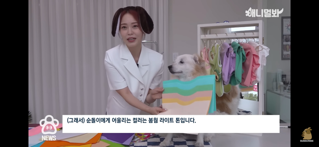 퍼스널컬러 진단 받는 댕댕이들 | 인스티즈