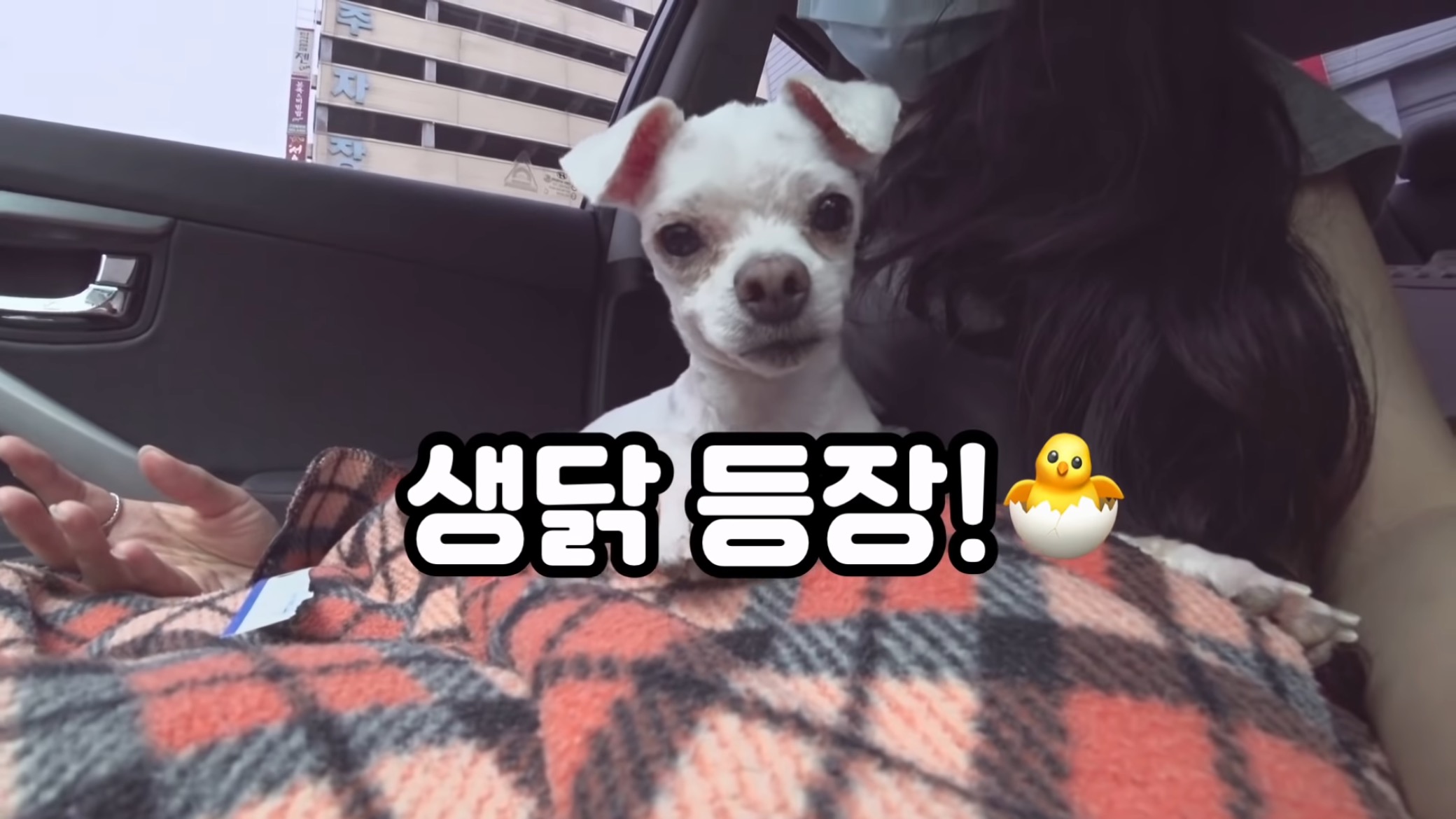"공고번호 411번" 강아지가 입양되기 전 후 모습.jpgif | 인스티즈